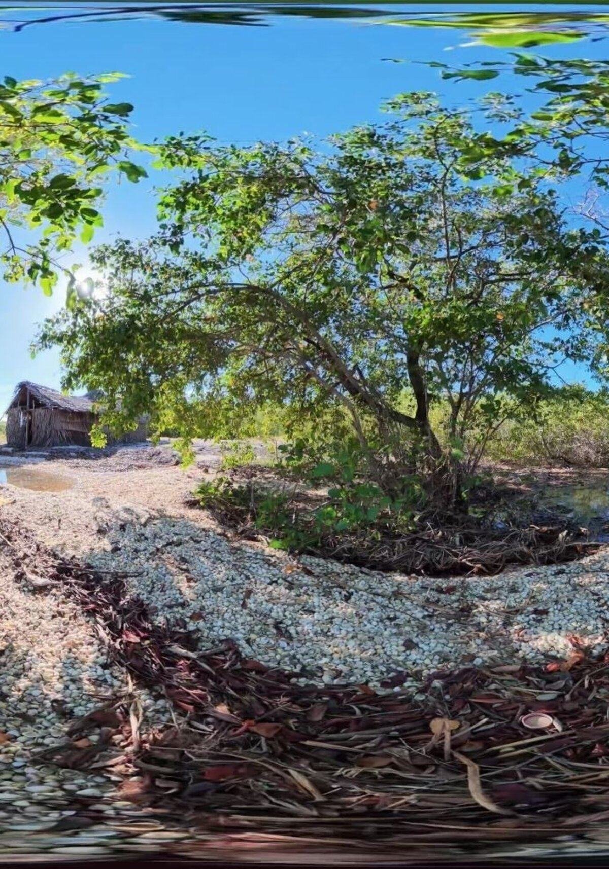 Trilha de conchas e mangue na Ilha dos Massunins
